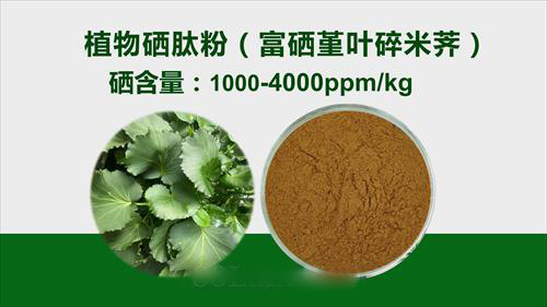 植物硒肽粉（富硒堇叶碎米荠）