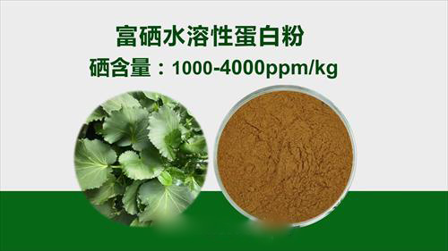 富硒水溶性蛋白粉